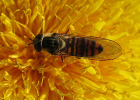 Marmalade Hoverfly (Episyrphus balteatus) with wings shut across its back on a dandelion type flower. (Maybe even a dandelion!)