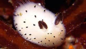 Sea bunnies: a cute species of sea slug with ears Sea