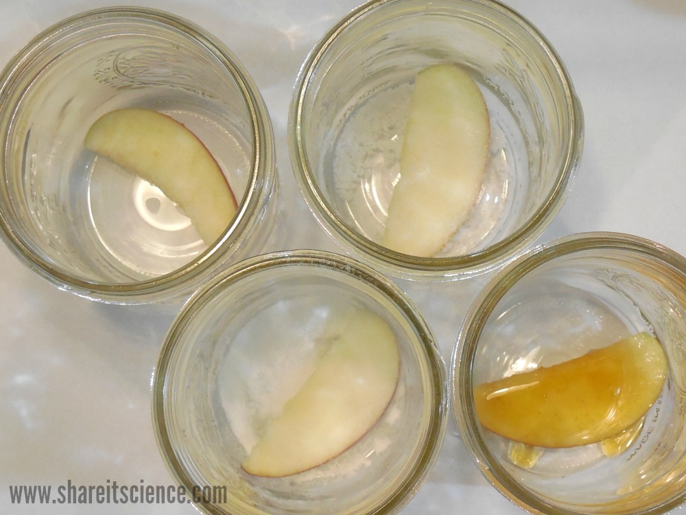 Share it! Science Monsters and Mold An Apple Experiment