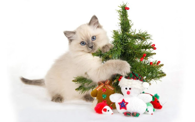 Fotos  gatos de gatos con árbol navidad