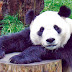 معرض صور الباندا
