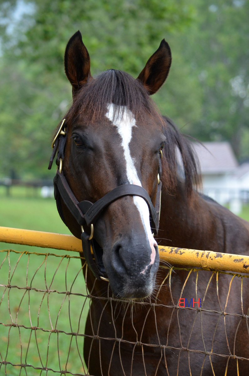 Keeping It In The Family International Bloodlines In Irish 2 000 Guineas