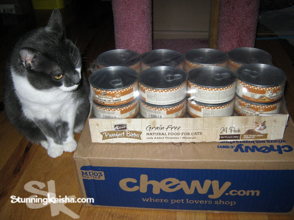 A Feast Fit For a Cat #ChewyInfluencer