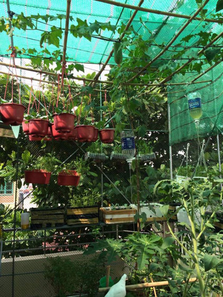 “Hut hon” vuon rau sach tren san thuong cua me tre 1 con - Anh 3