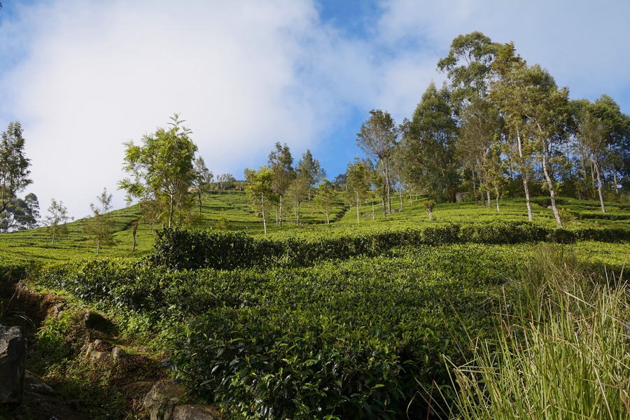 LIPTON'S SEAT, SRI LANKA LIPTON'S SEAT, SRI LANKA