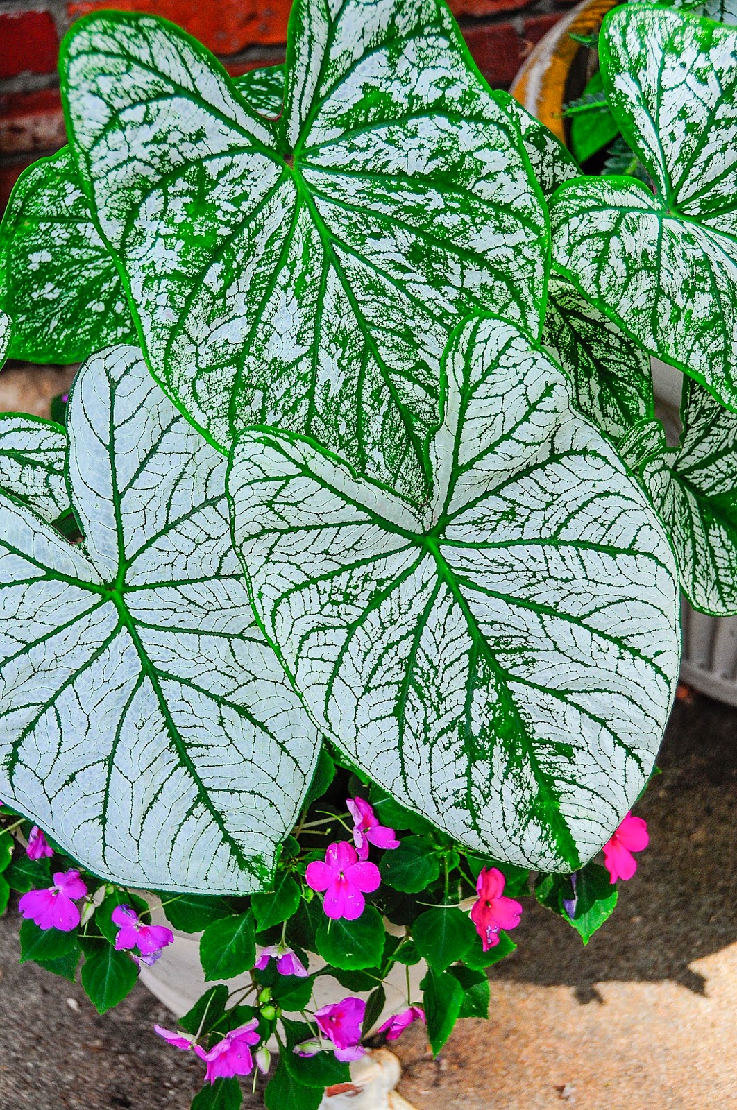 Ask A Master Gardener Plants Poisonous To Dogs