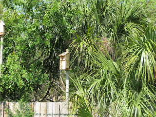 Stovall Screech Owl Nest Box