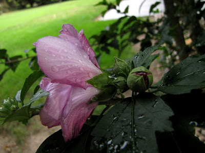 To Behold the Beauty: Rose of Sharon Blossoms And An Unknown