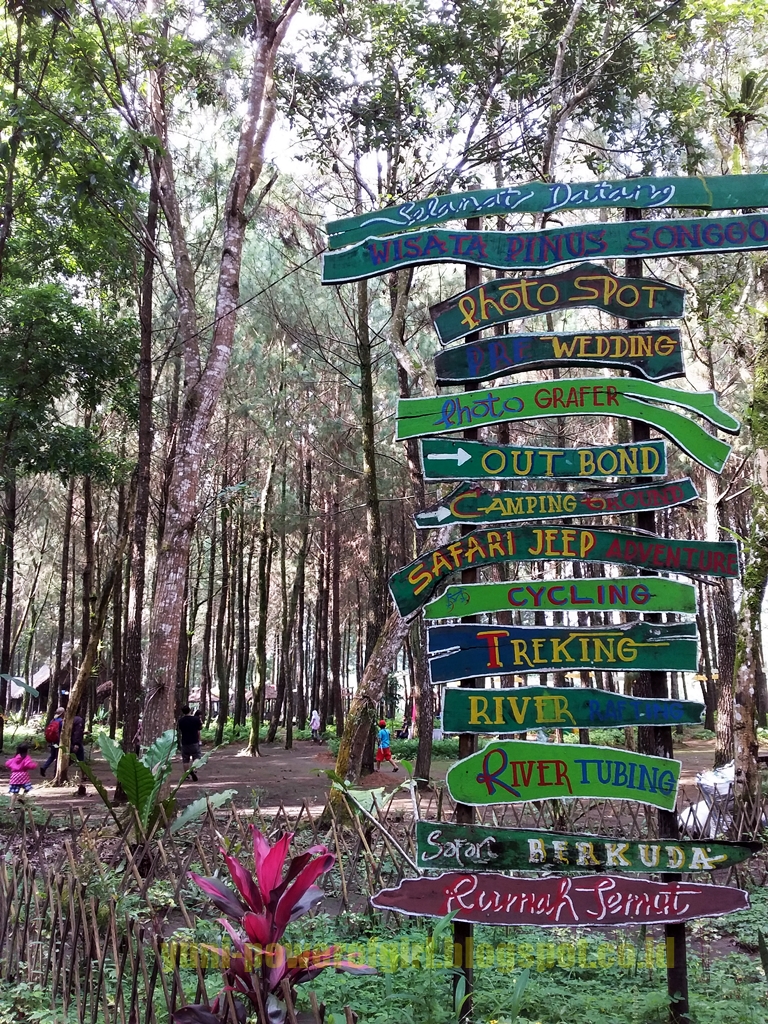 Wisata Pinus Songgon, Wisata Instagramable Banyuwangi ...