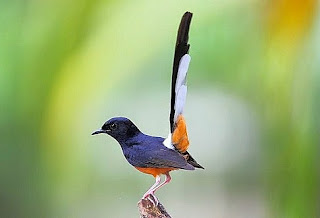 Burung Murai Batu Medan Dan Ciri-cirinya