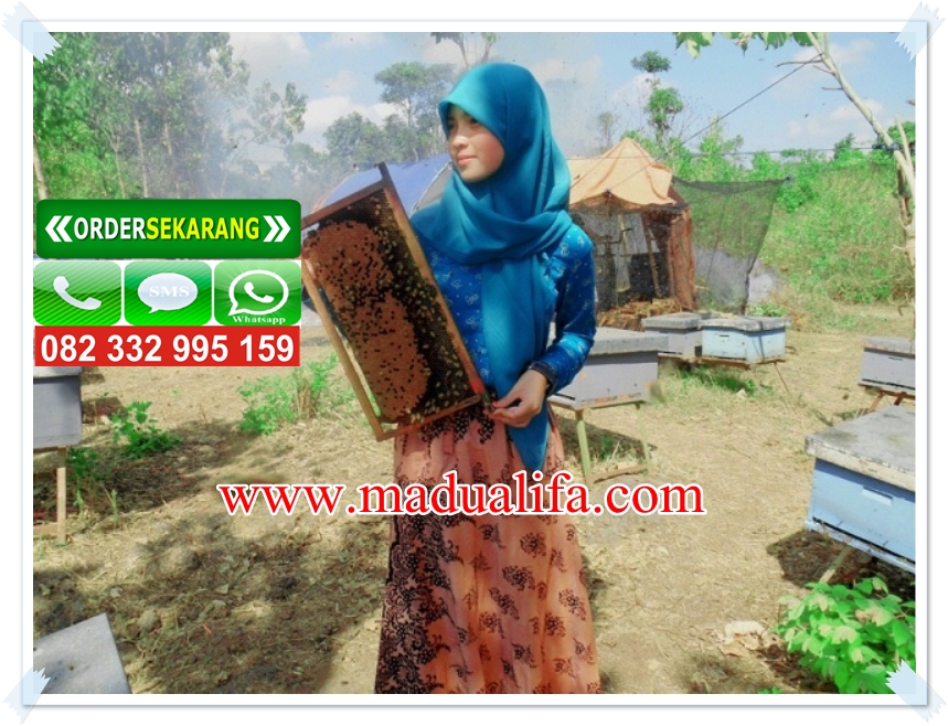 Madu Asli Di Surabaya Kota Sby Jawa Timur Peternakan Lebah Madu Di