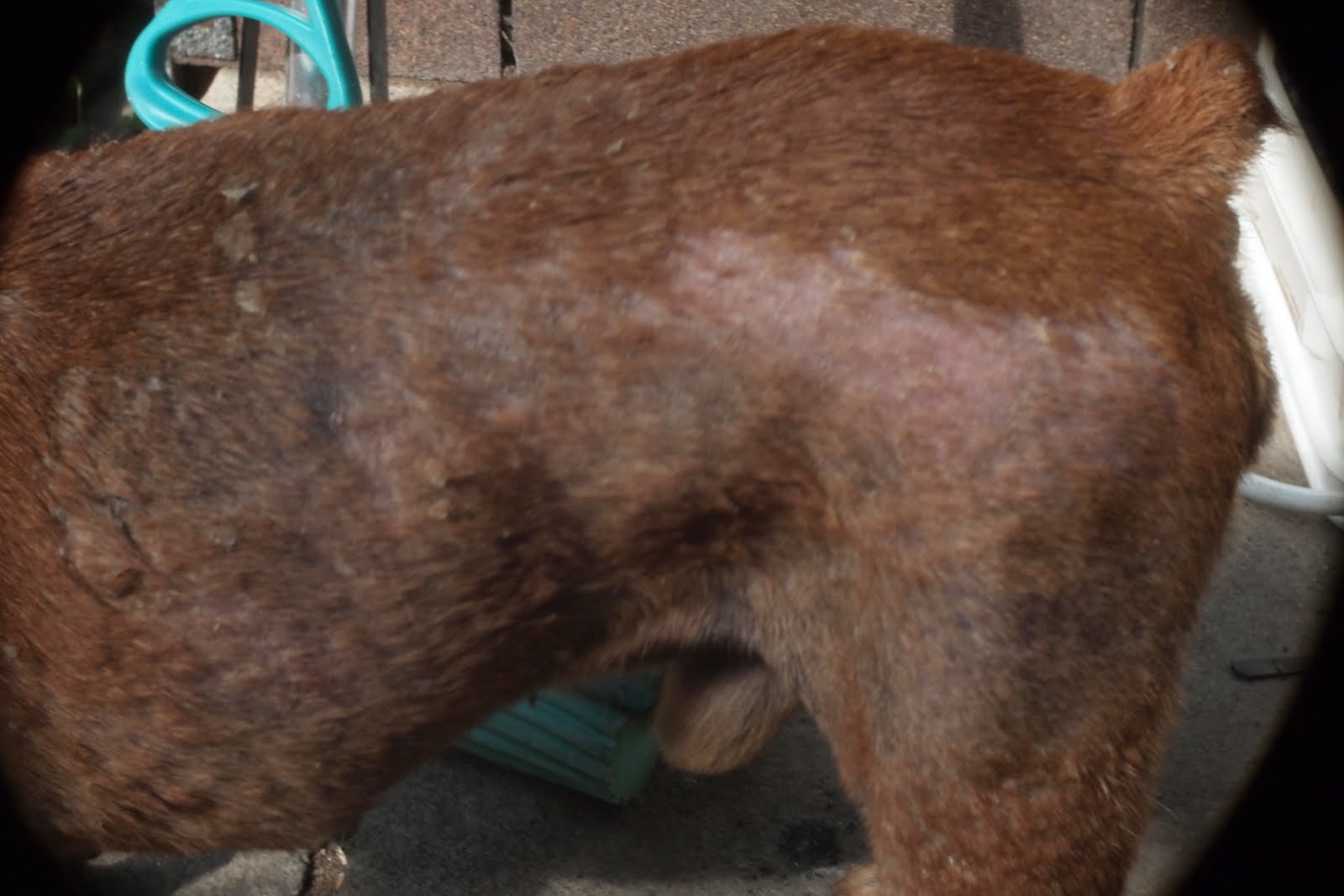 Mange Treatment How I Cured My Dog From Mange and Mites 4. The WAR