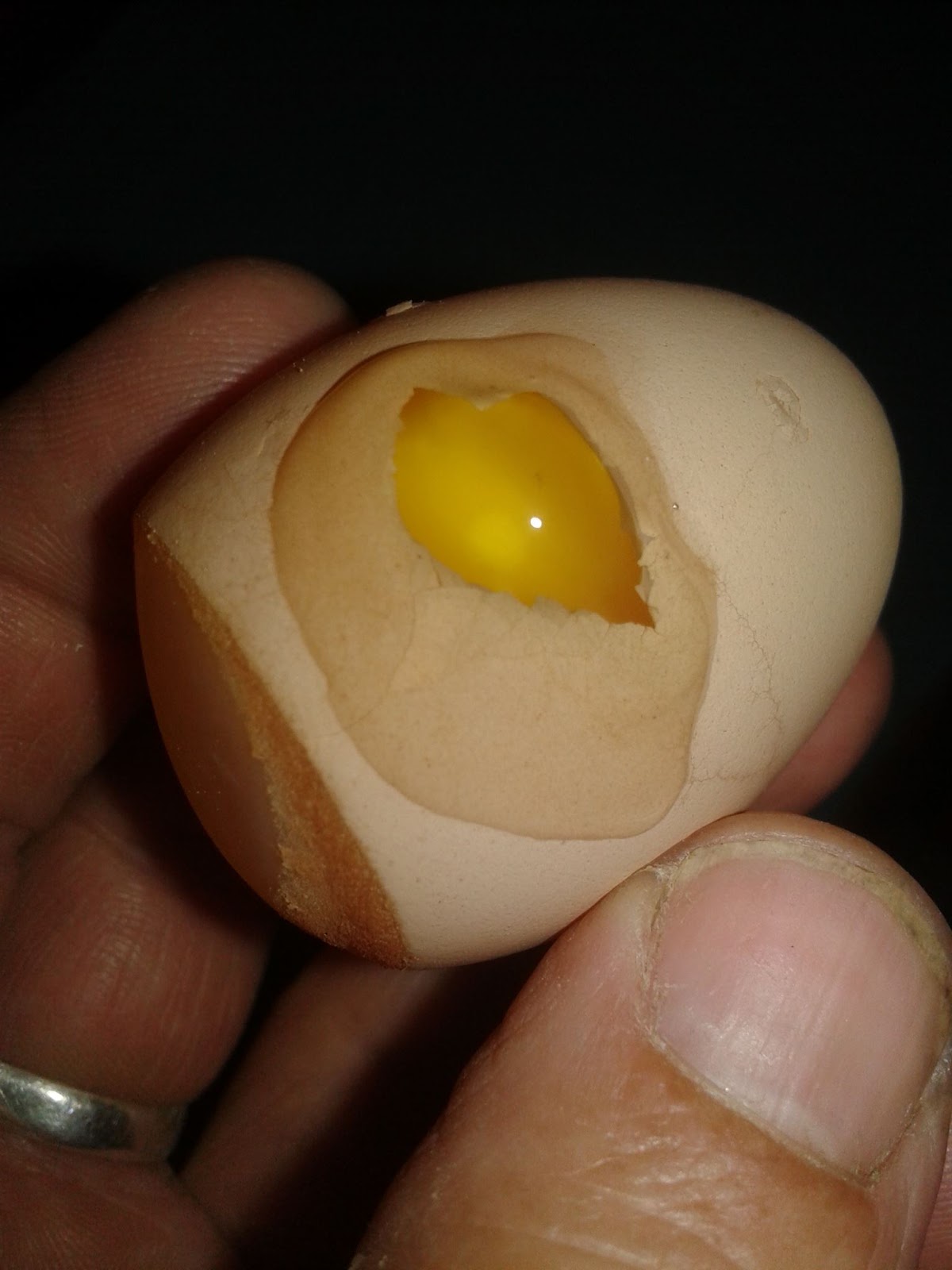 The Poultry Pages Soft Shelled Eggs