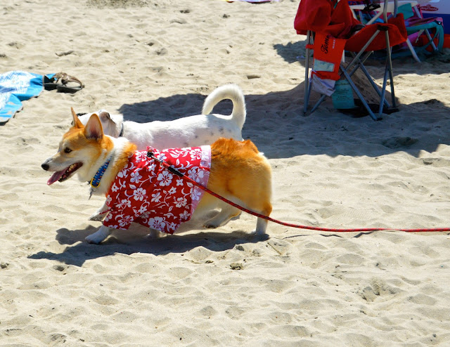 Hello Katie Girl: SoCal Corgi Beach Day