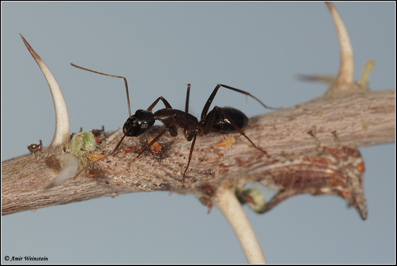 Oxyrhachis furva Oxyrhachis furva