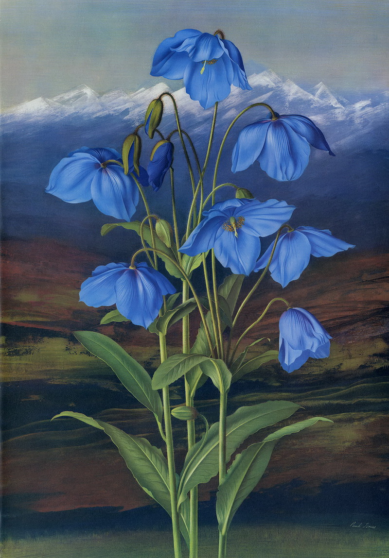 Paul Jones 1921-1997 ~ pintor australiano | Flores de Mayo 