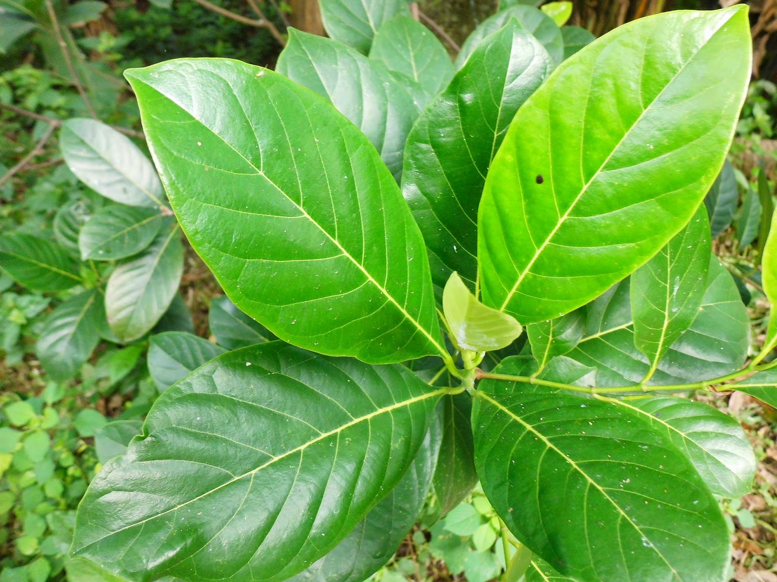 Exotic Plants in Indonesia Nangka or Jackfruit