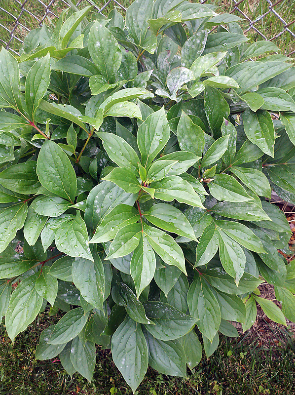 Organic Lawn DIY Controlling Powdery Mildew with Neem Oil