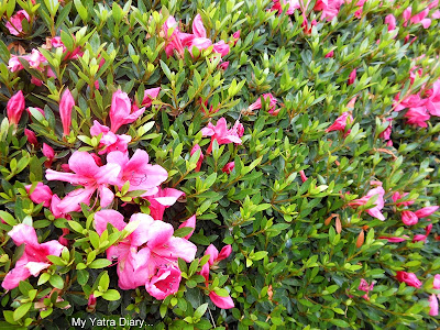 Pretty flowers at the Jikoin Zen Temple, Nara - Japan