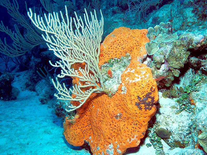 Coral life. Губки Porifera Spongia. ГУБКОВЫЙ риф. Морская губка оранжевая, m /Stylotella aurontium. Австралийские морские губки.