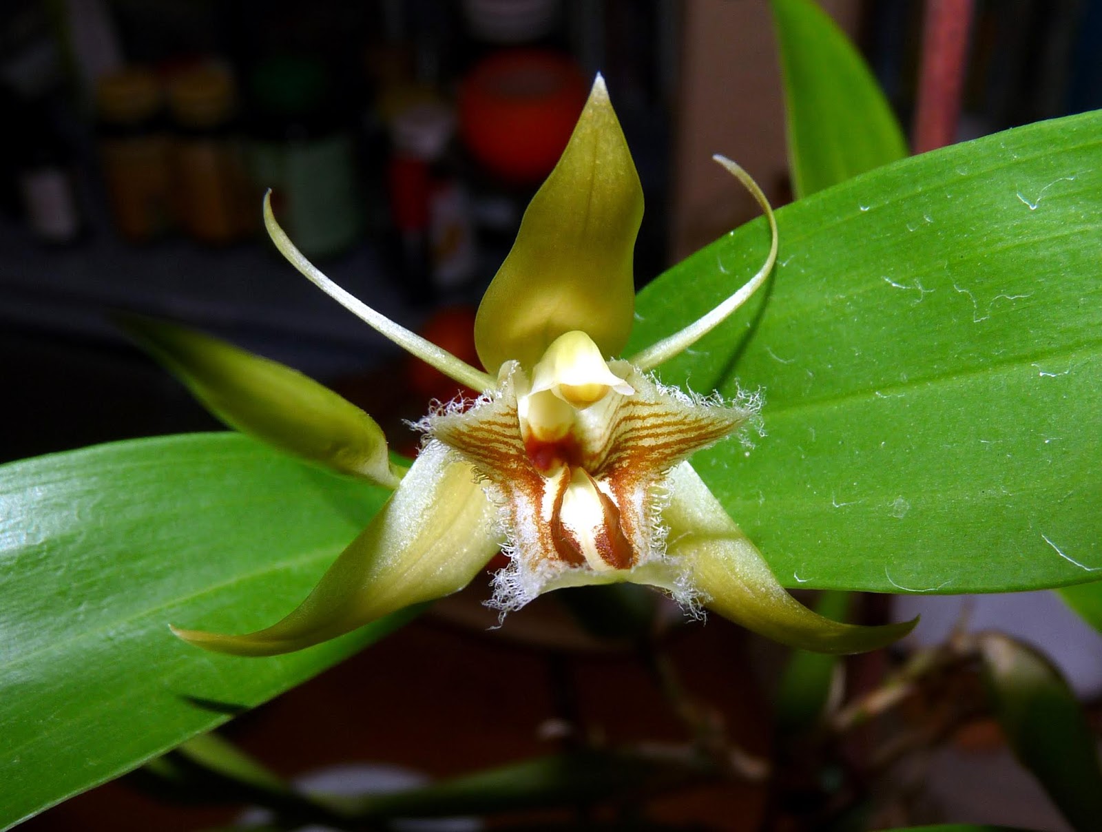 Coelogyne Ovalis Orchid Plant Care And Culture Travaldo S Blog