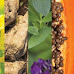 జెనెటికలీ మోడిఫైడ్ (జన్యుపరంగా మార్పు చేసిన పంటలు) పంటలు - Genetically modified crops