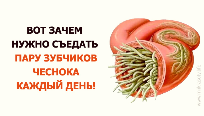 Ешьте чеснок каждый день. Что будет если съесть зубчик чеснока. Что будет если есть чеснок каждый день. Если съедать зубчик чеснока каждый день. Если каждый день есть чеснок.