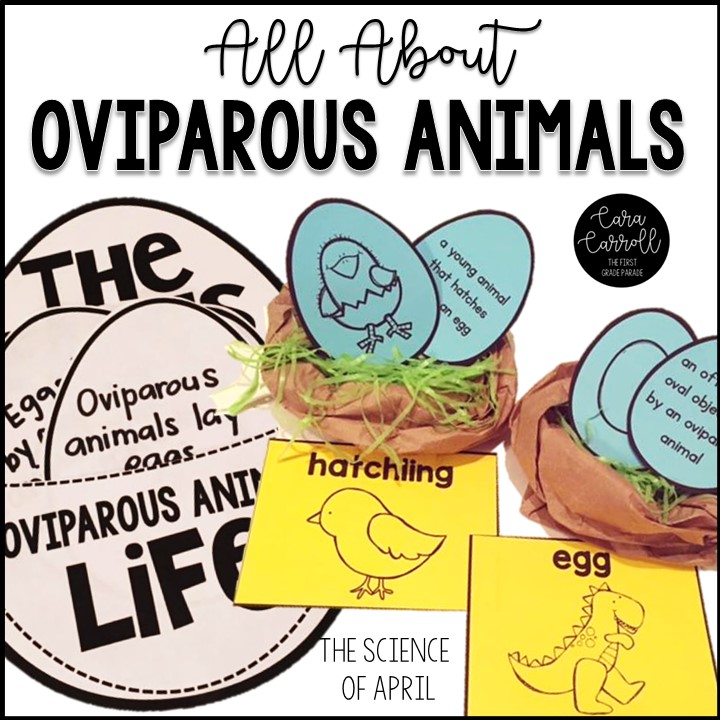 the-first-grade-parade-learning-about-oviparous-animals