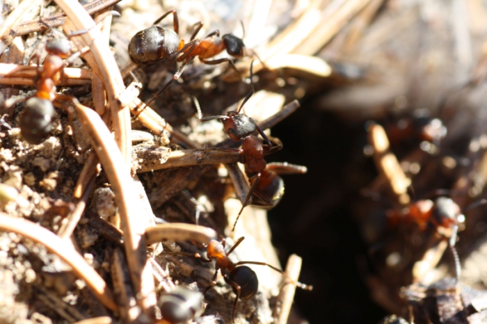 In Germany And The Netherlands Azan Is Now Echoed