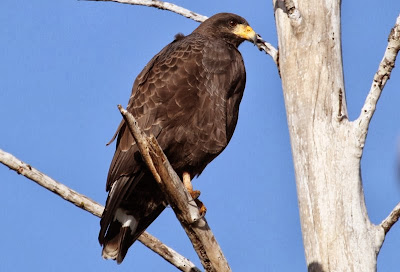 Gavilán negro cubano Buteogallus gundlachii