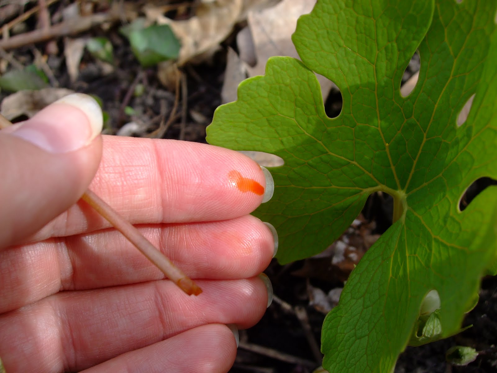 bloodroot plants plant talk yes damage sis didn law above want pic google search