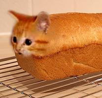 cat_bread.jpg