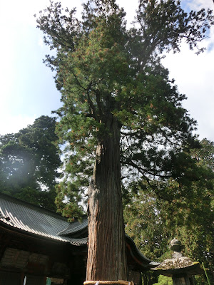 �x�m���Y��