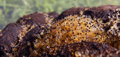 pilobolus lentiger growing on dung