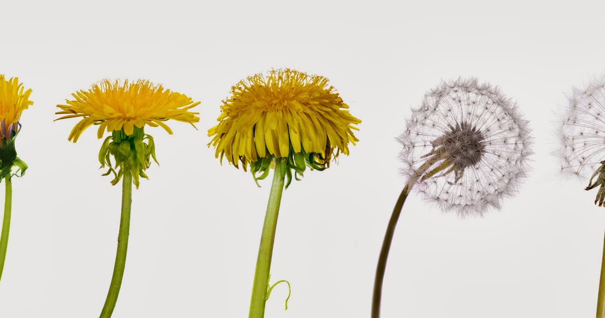 Семена одуванчика строение. Распространение одуванчика. Желтый одуванчик на белом фоне. Способ распространения одуванчика. Одуванчик приспособление к распространению.