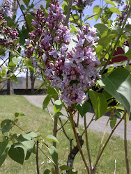 Lilacs