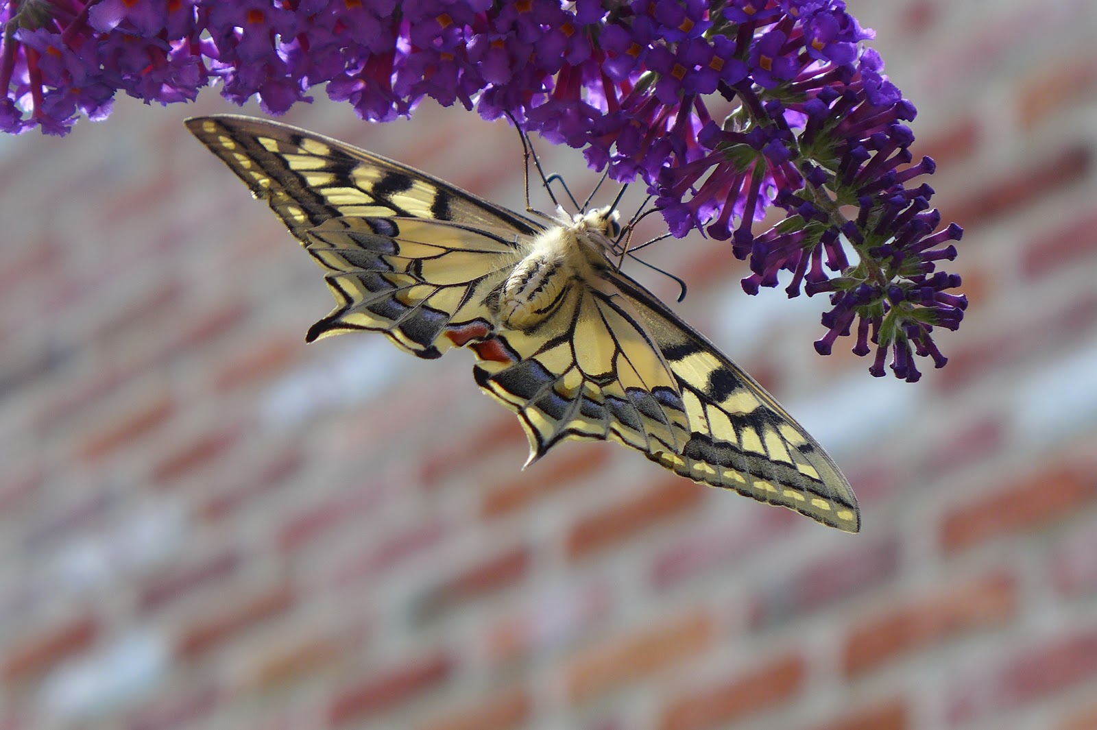 kenderfrau Nectar Bar