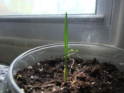 new date tree, grow at home from a seed