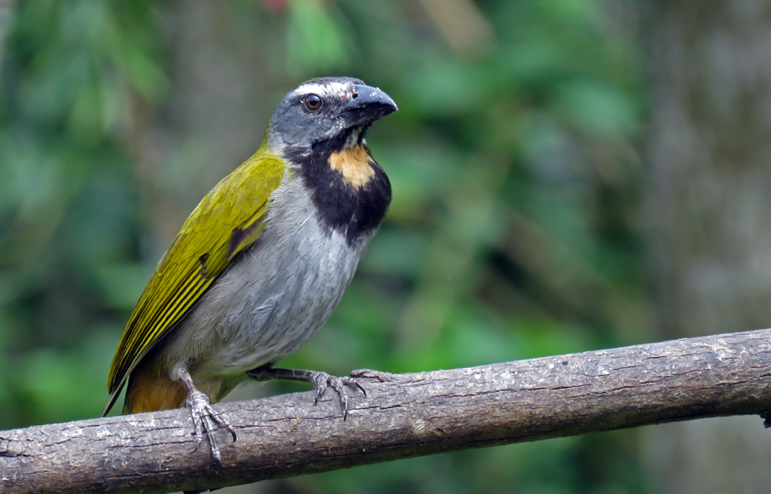 Familiar birds of kentucky marcobilit’s diary