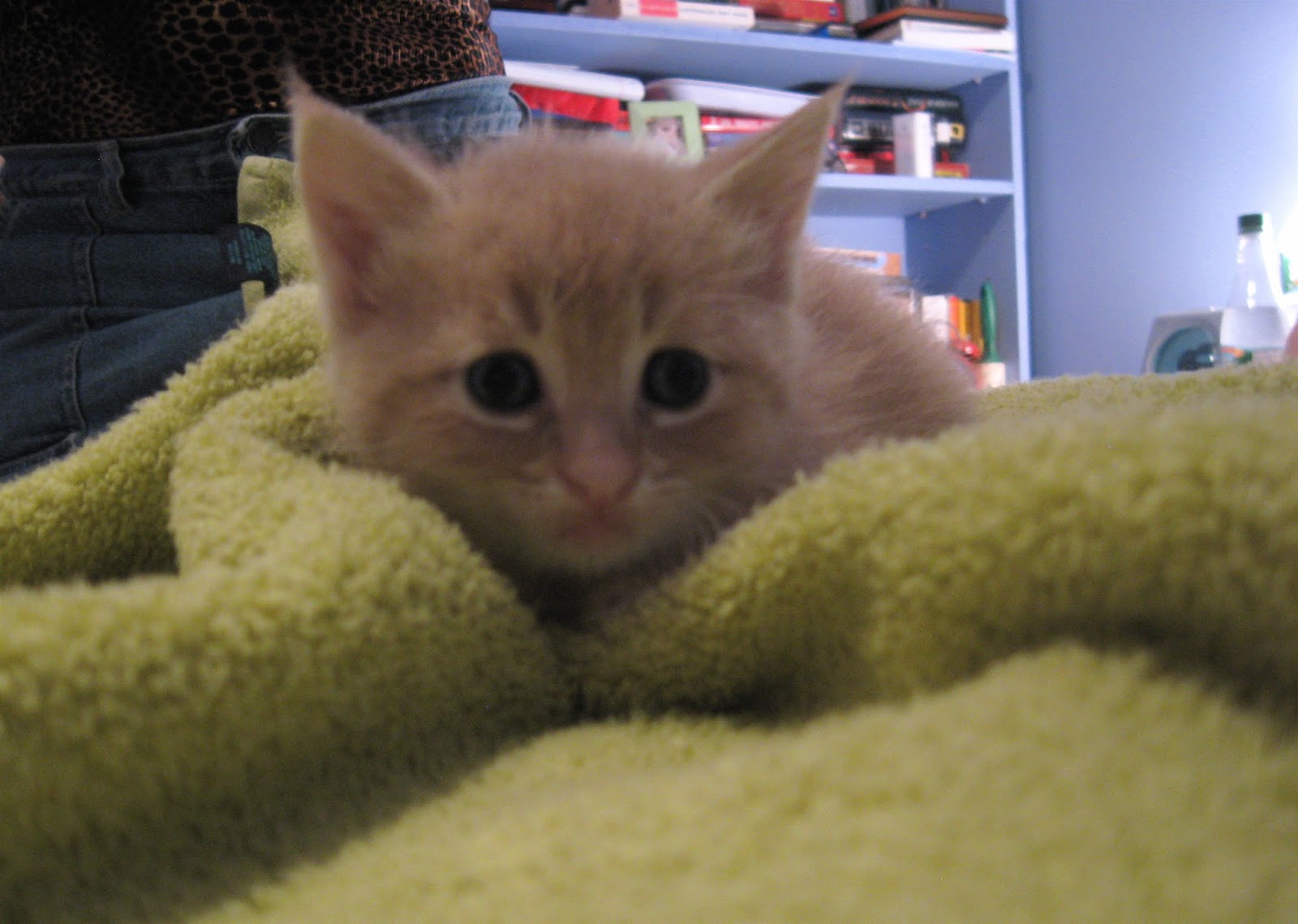 Miri's House Cat & Kitten Rescue Hungry, Hungry Kittens!