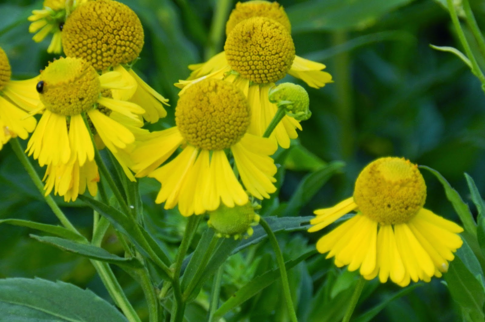 Prairie Rose's Garden August Wildflower WednesdayWeed or Wildflower?