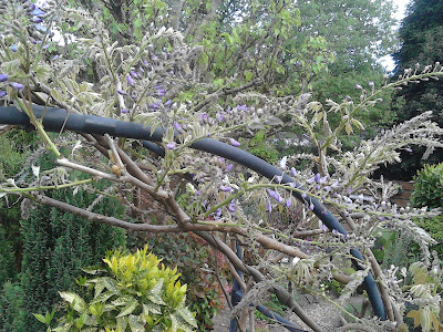 Arch covered in wisteria flowers ready to open Green Fingered Blog