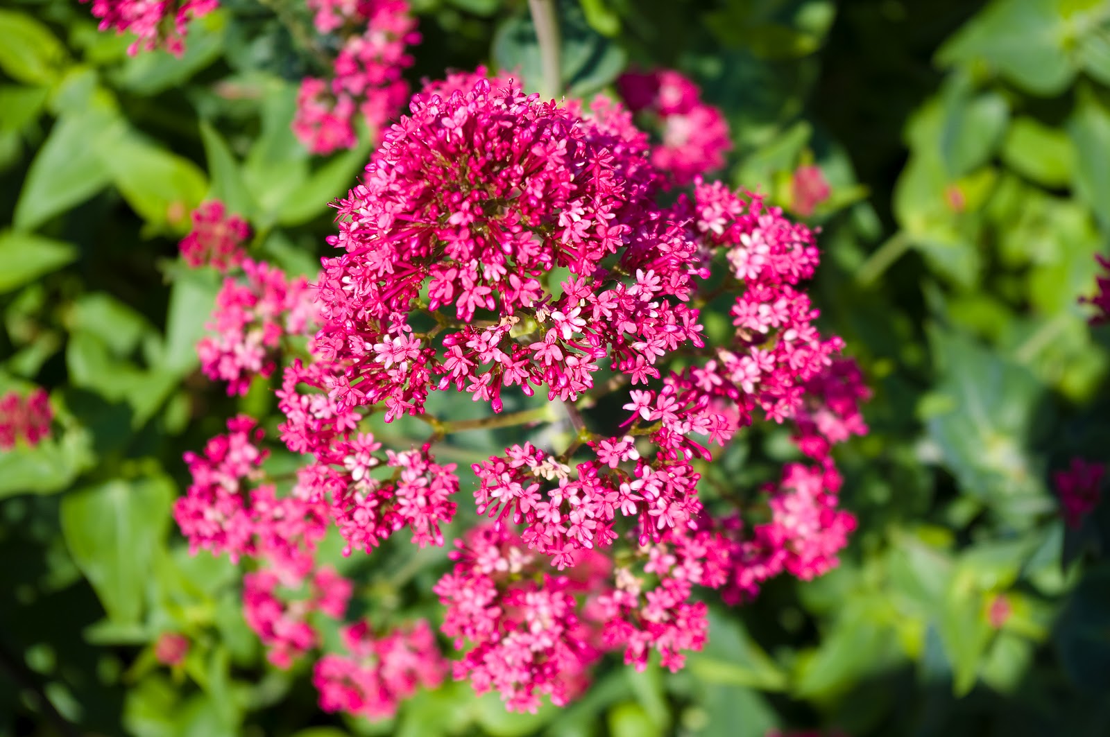 Thom Zehrfeld Photography Flowers In The Yard Part One