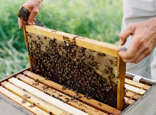 Δέκα βήματα για να γίνεις μελισσοκόμος | BEENEWS