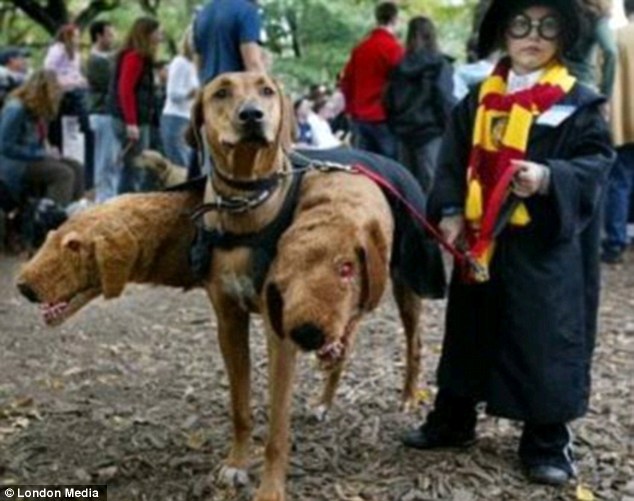 dailypetfwd to Dogwarts! The cute and hilarious pictures of