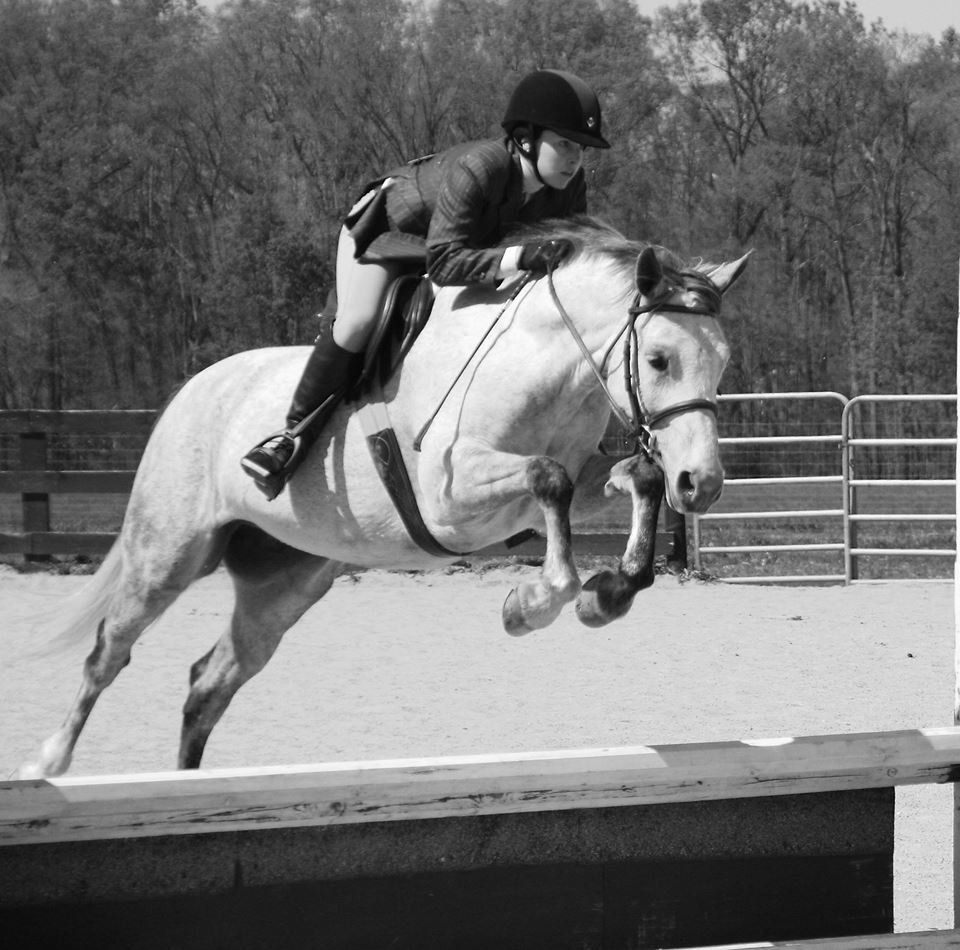 Playland Equestrian Center Horse Boarding, Horse Sales & Horse