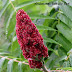 Health benefits of Sumac Tea/ Sumac-Ade / Lemonade Recipe