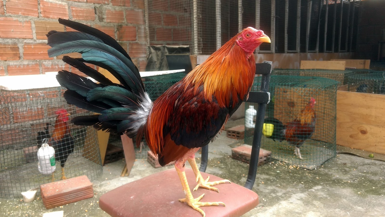 Gallos de Pelea Arenas Gallos finos en venta