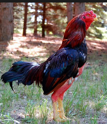 80+ Gambar Ayam Aduan Jawara Paling Hist 80+ Gambar Ayam Aduan Jawara Paling Hist