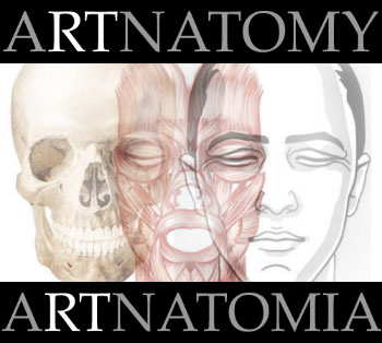 Artnatomia